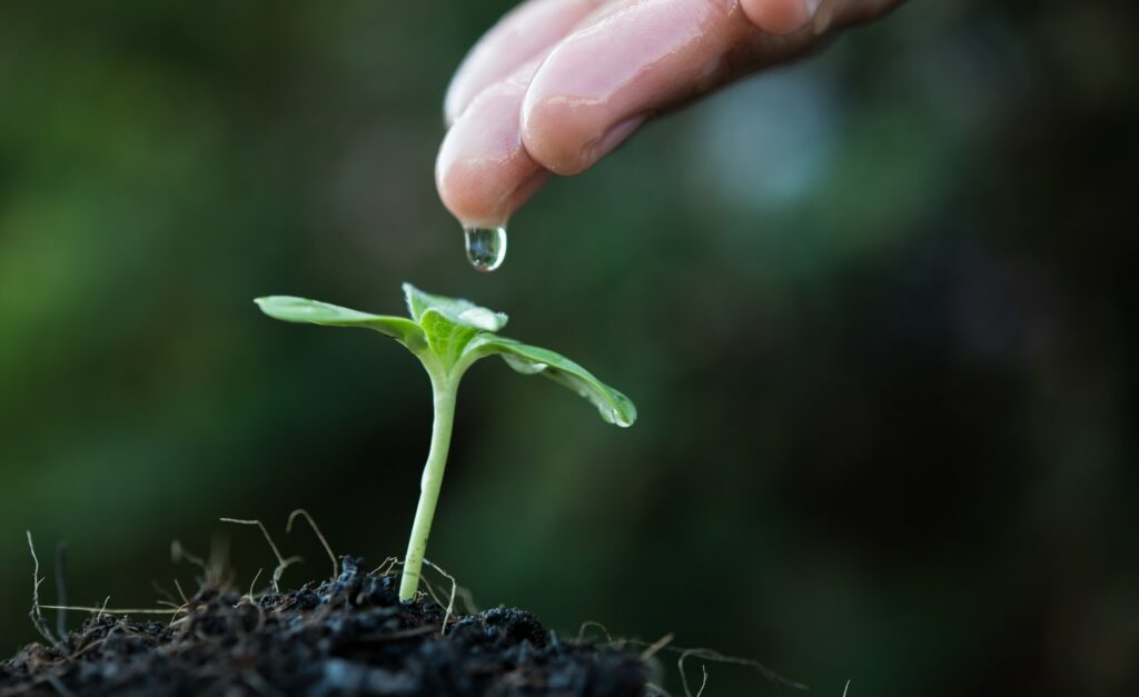 close up woman hand watering a green young plant